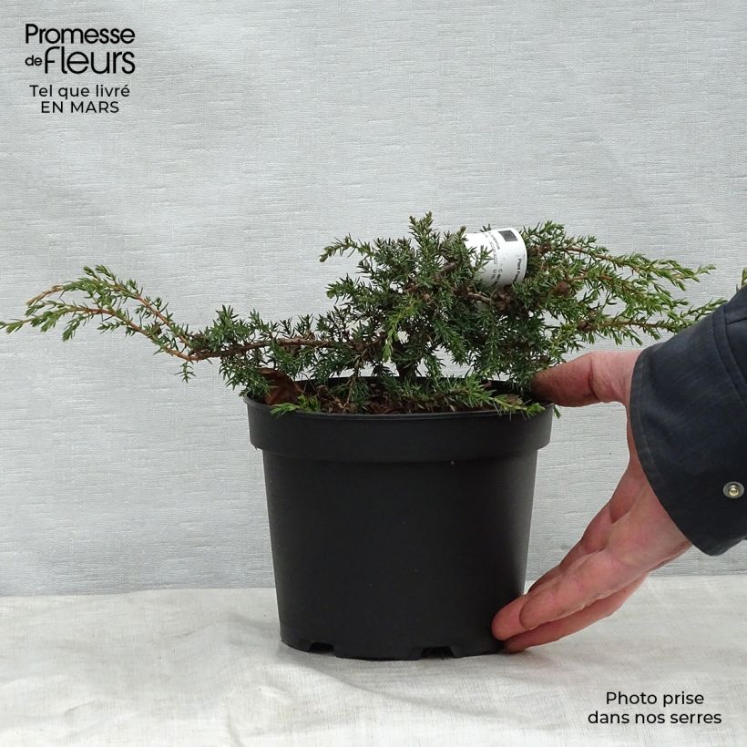 Juniperus communis var. hemisphera Hornibrookii 2L/3L pot sample as delivered in spring