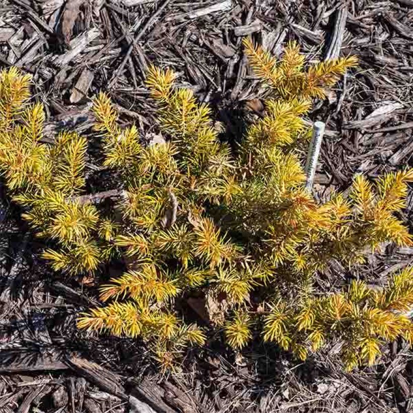 Shore Juniper - Juniperus conferta All Gold (Plant habit)