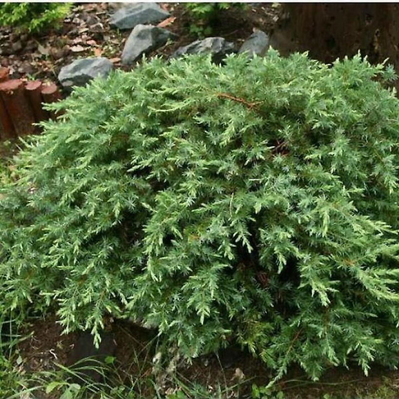 Juniperus conferta Schlager (Plant habit)