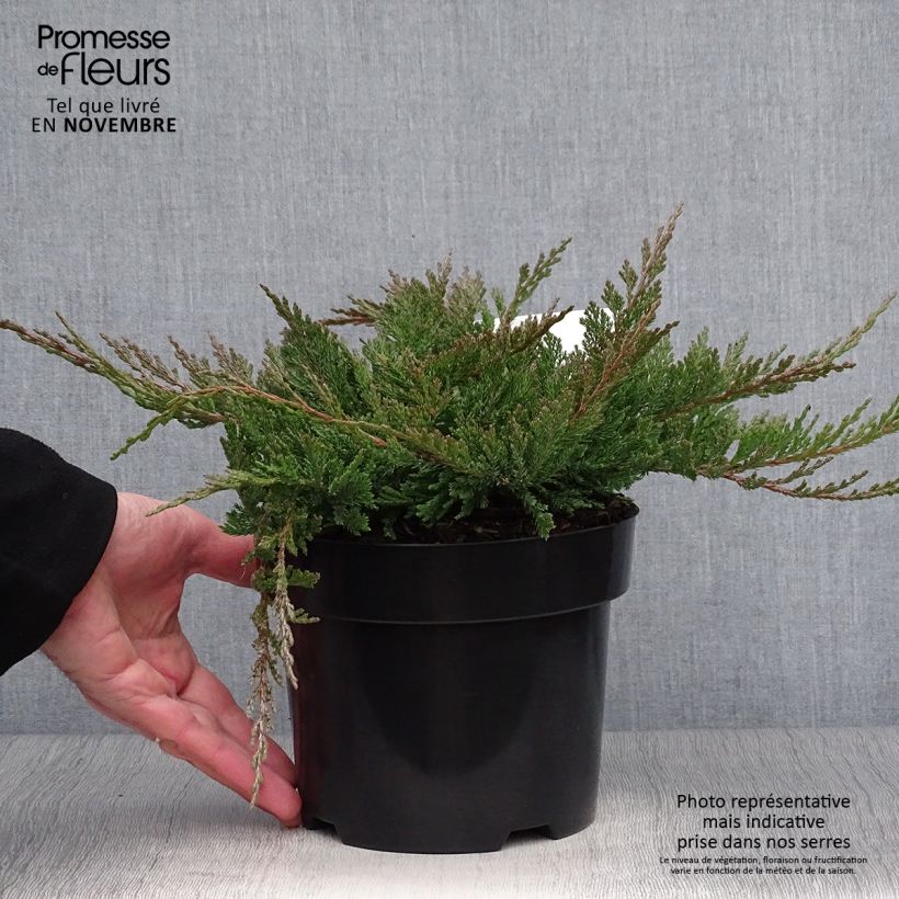 Juniperus horizontalis Blue Chip 2L/3L pot sample as delivered in autumn