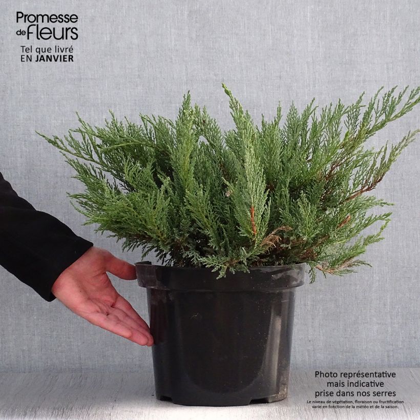 Juniperus sabina Tamariscifolia 7.5L/10L pot sample as delivered in winter