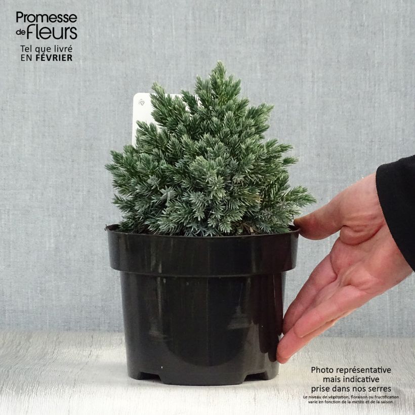 Juniperus squamata Blue Star - Scale juniper 2L/3L pot sample as delivered in winter