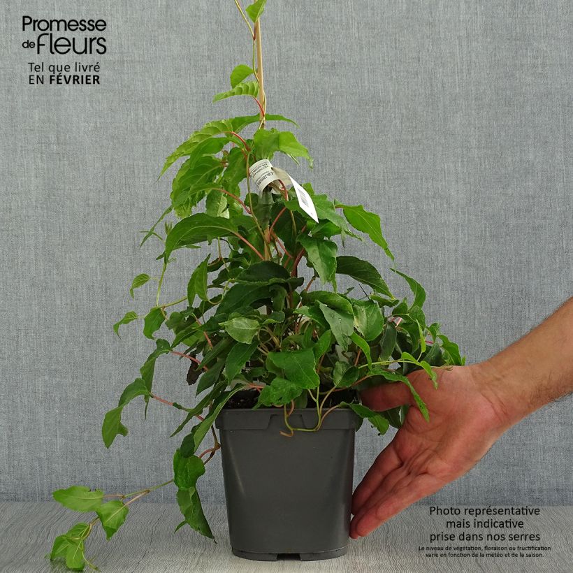 Hardy Super Jumbo (female) - Actinidia arguta 1.5L/2L pot sample as delivered in autumn