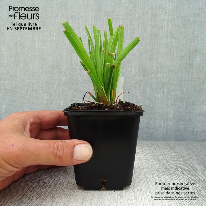 Kniphofia Traffic Lights - Red Hot Poker 8/9 cm pot sample as delivered in autumn