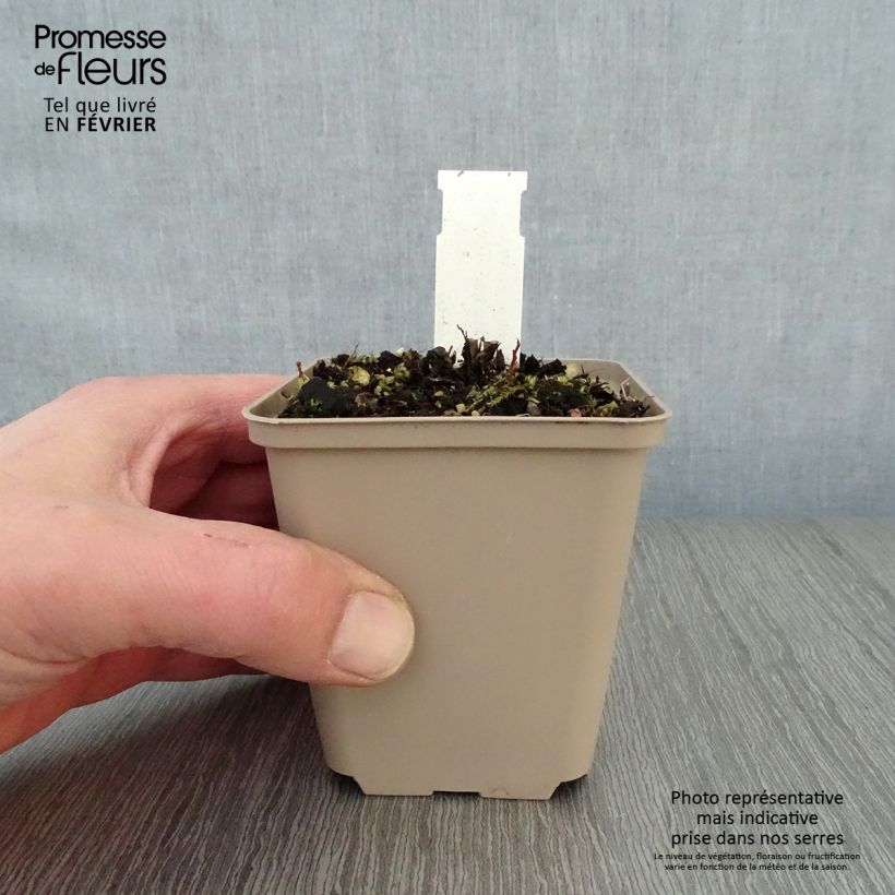 Kalimeris incisa Blue Star 8/9 cm pot sample as delivered in winter