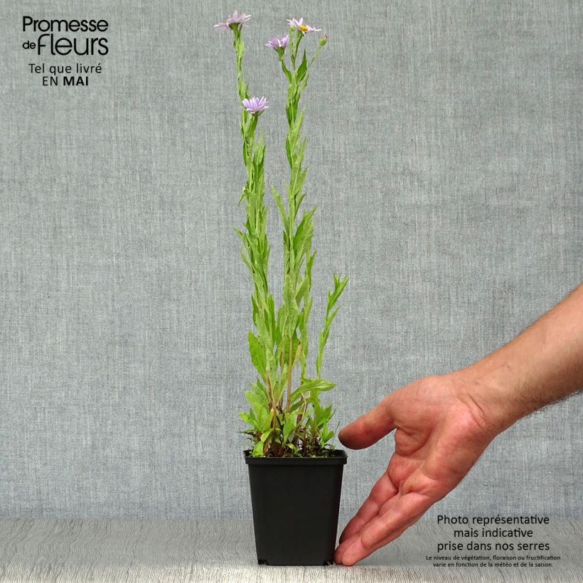 Kalimeris incisa Blue Star 8/9 cm pot sample as delivered in spring