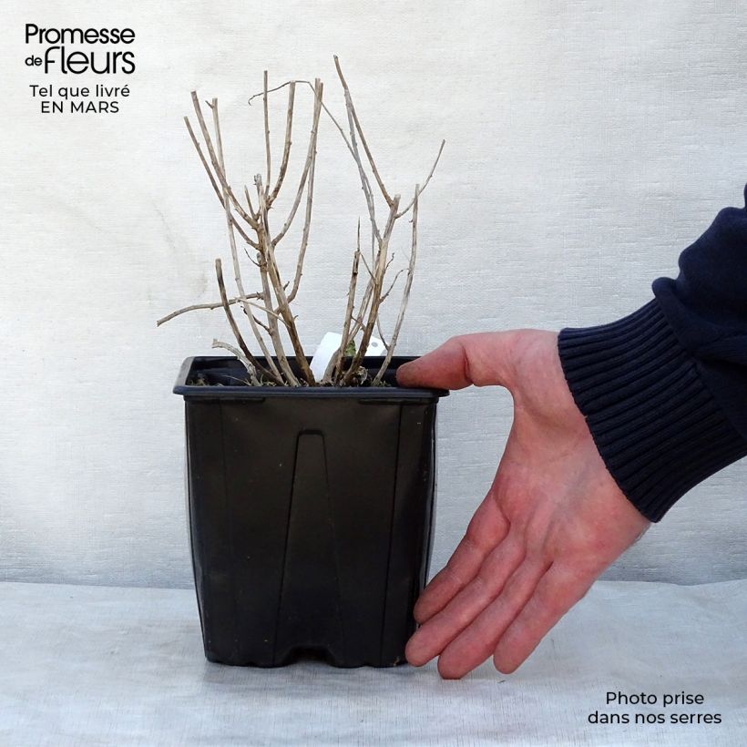 Kalimeris incisa Blue Star 2L/3L pot sample as delivered in spring