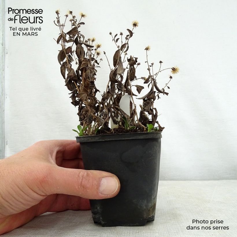 Kalimeris incisa Nana Blue 8/9 cm pot sample as delivered in spring