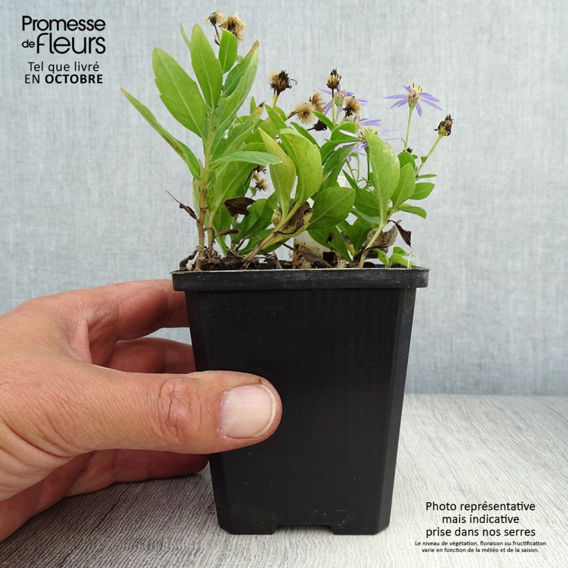 Kalimeris incisa Nana Blue 8/9 cm pot sample as delivered in autumn