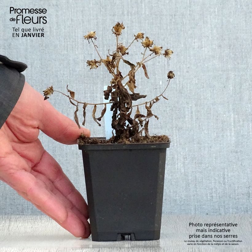 Kalimeris incisa Nana Blue 8/9 cm pot sample as delivered in winter