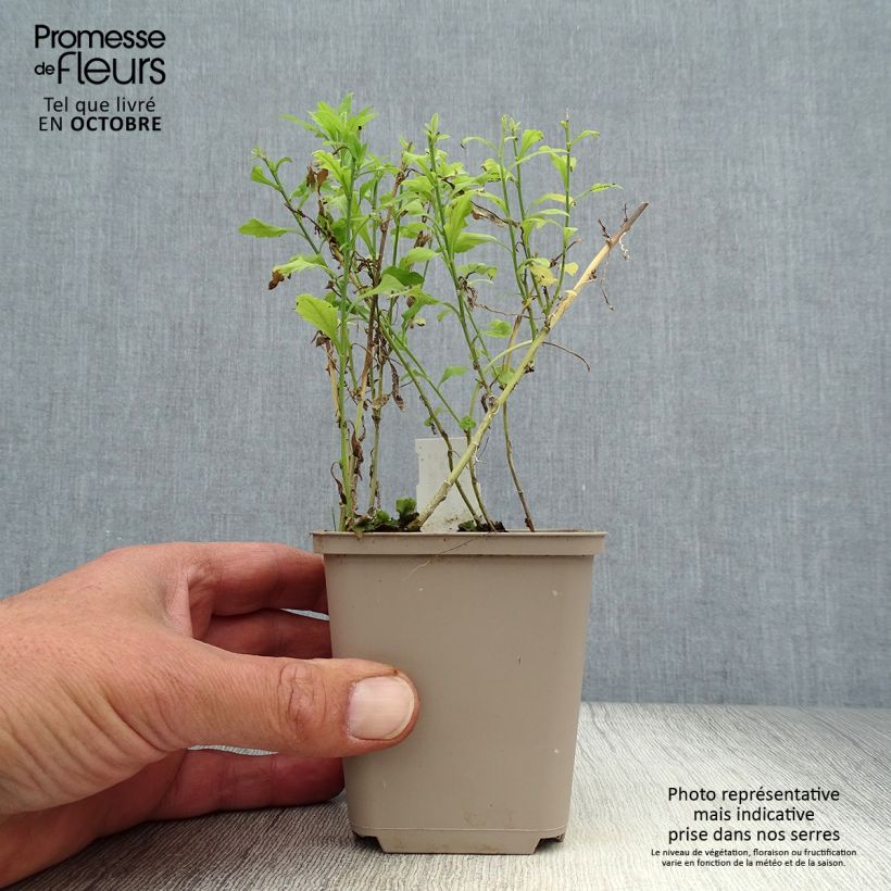 Kalimeris pinnatifida Hortensis 8/9 cm pot sample as delivered in autumn