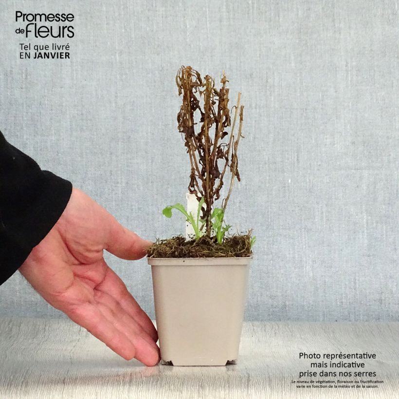 Kalimeris pinnatifida Hortensis 8/9 cm pot sample as delivered in winter