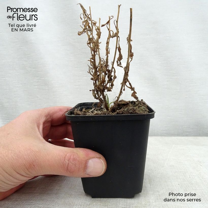 Kalimeris pinnatifida Hortensis 8/9 cm pot sample as delivered in spring