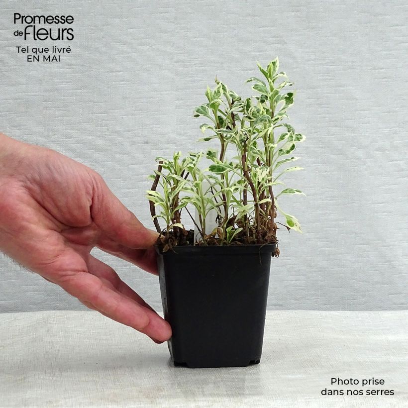 Kalimeris yomena Shogun 8/9 cm pot sample as delivered in spring