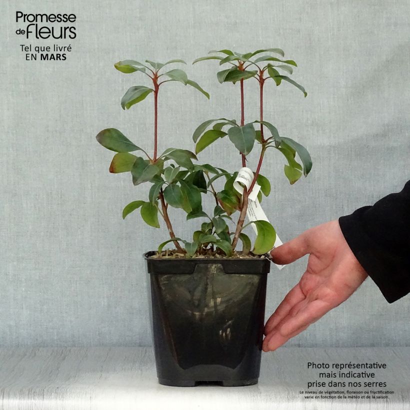 Kalmia latifolia Keepsake - Mountain Laurel 2L/3L pot sample as delivered in spring