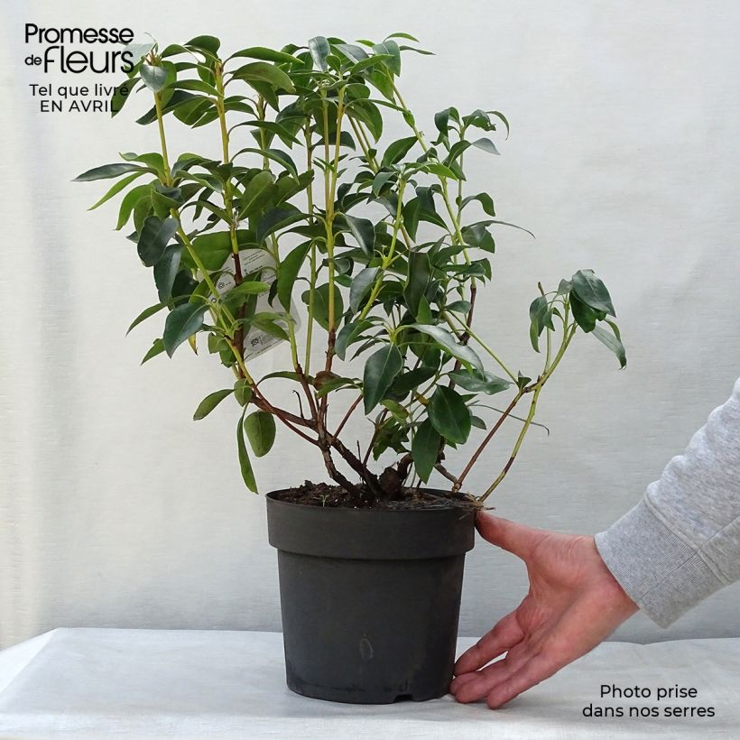 Kalmia latifolia - Mountain Laurel 2L/3L pot sample as delivered in spring