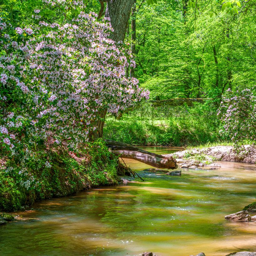 Kalmia latifolia - Mountain Laurel (Plant habit)