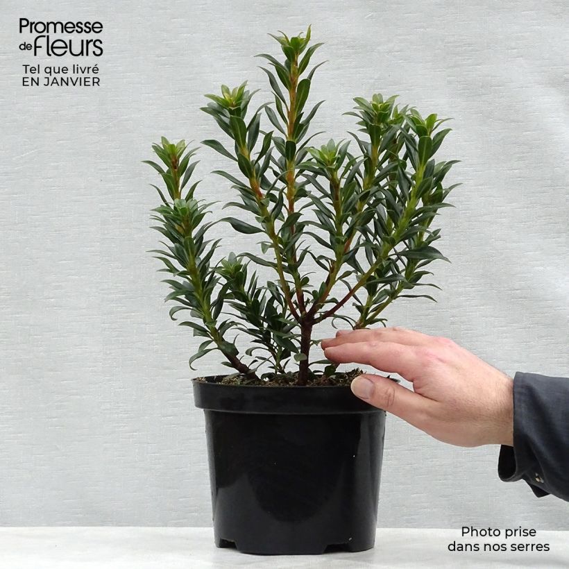 Kalmia latifolia Minuet - Mountain Laurel 2L/3L pot sample as delivered in winter
