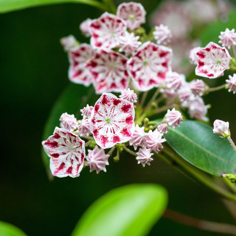 Kalmia latifolia Minuet - Mountain Laurel (Flowering)