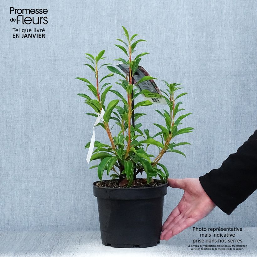 Kalmia latifolia Pinwheel - Mountain Laurel 3L/4L pot sample as delivered in winter