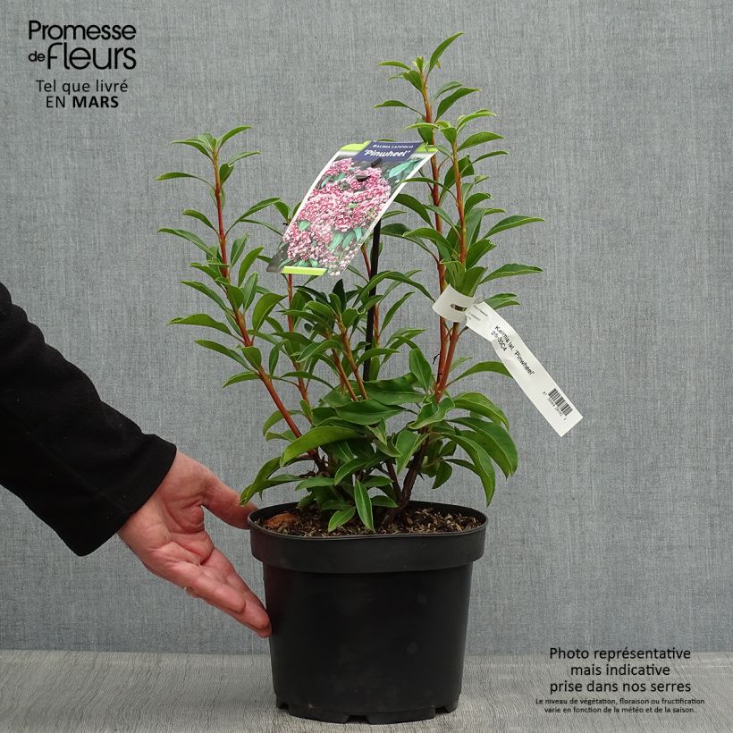 Kalmia latifolia Pinwheel - Mountain Laurel 3L/4L pot sample as delivered in spring