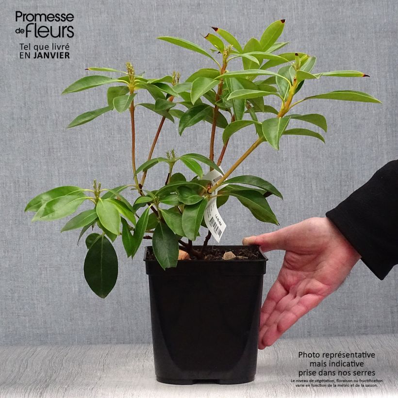 Kalmia latifolia Tad - Mountain Laurel 3L/4L pot sample as delivered in winter