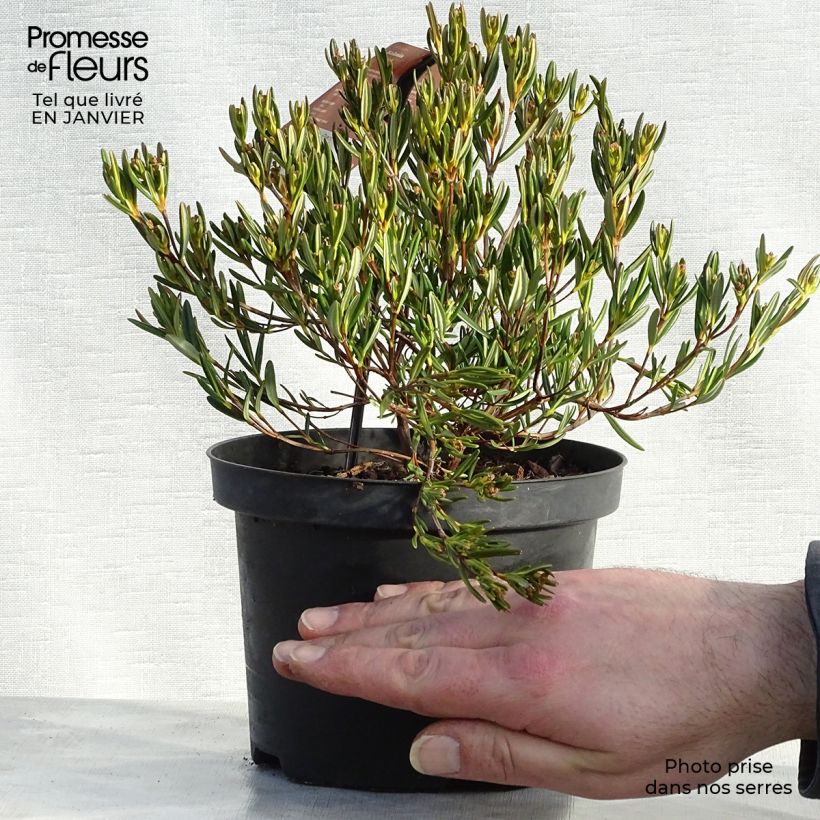 Kalmia polifolia 2L/3L pot sample as delivered in winter