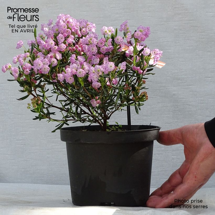 Kalmia polifolia 2L/3L pot sample as delivered in spring