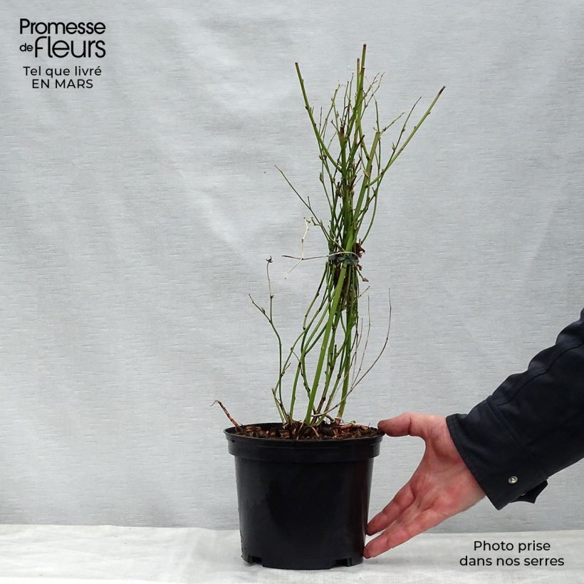 Kerria japonica Golden Guinea - Japanese Rose 2L/3L pot sample as delivered in spring