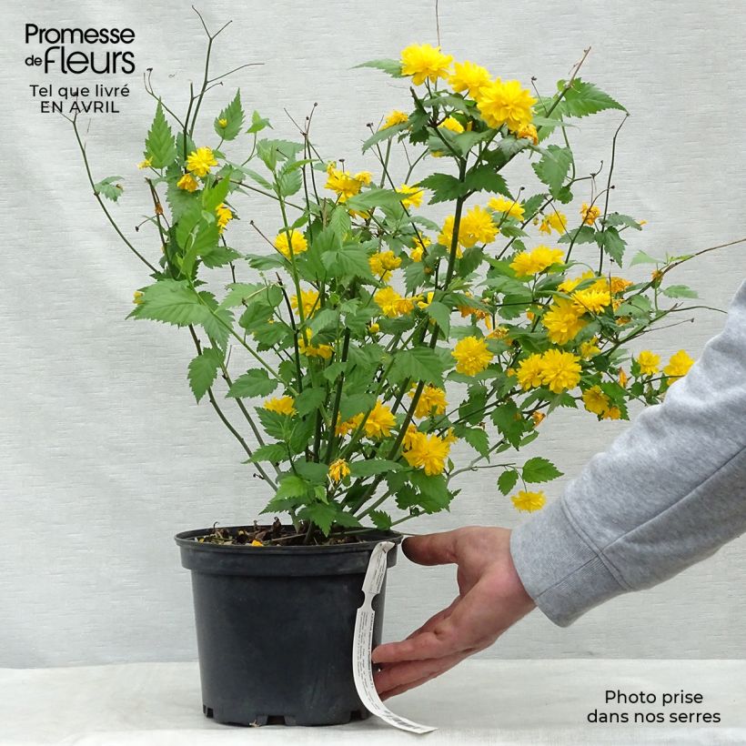 Kerria japonica Pleniflora - Japanese Rose 2L/3L pot sample as delivered in spring