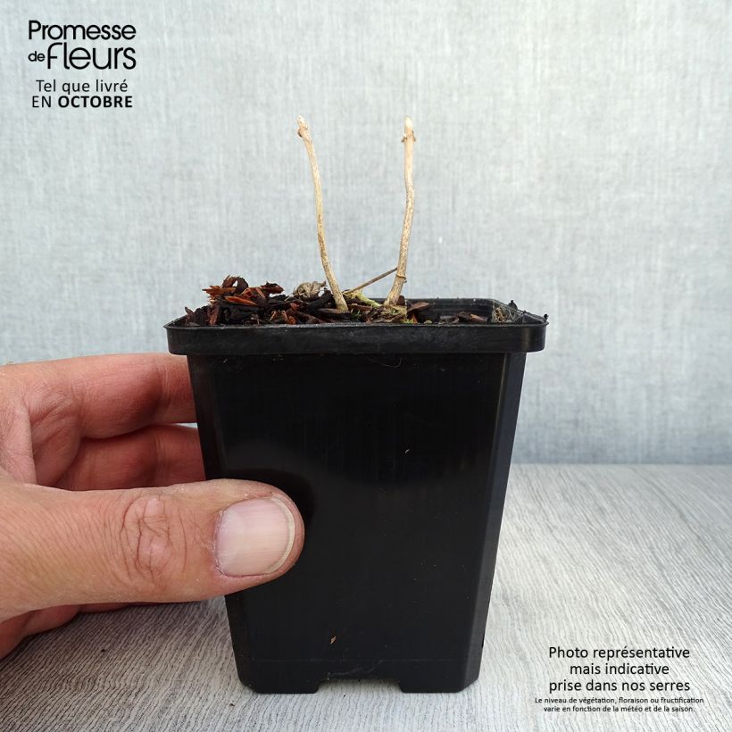 Kirengeshoma palmata 8/9 cm pot sample as delivered in autumn