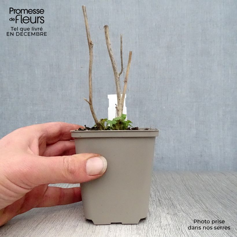 Kitaibelia vitifolia 8/9 cm pot sample as delivered in winter