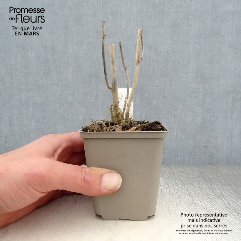 Kitaibelia vitifolia 8/9 cm pot sample as delivered in spring