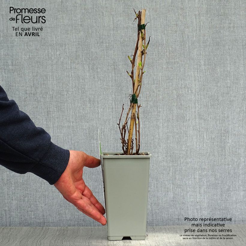 Hardy Kiwi Scarlet Ambrosia (female) - Actinidia arguta 1.5L/2L pot sample as delivered in spring