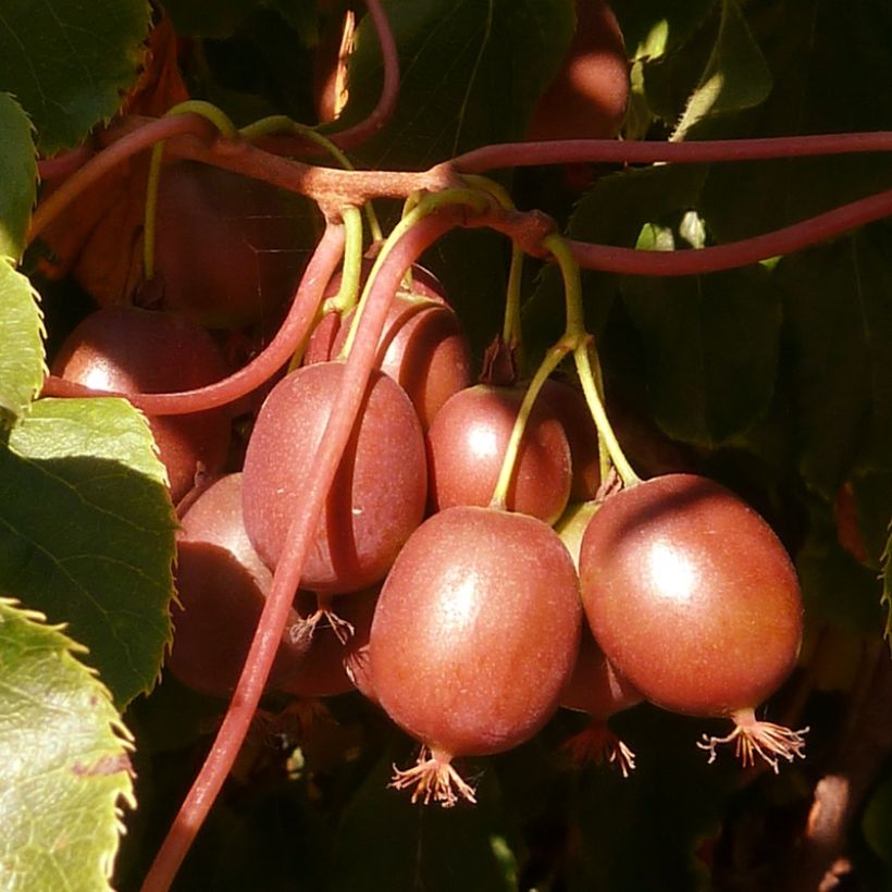 Hardy Red Jumbo (female) - Actinidia arguta (Harvest)