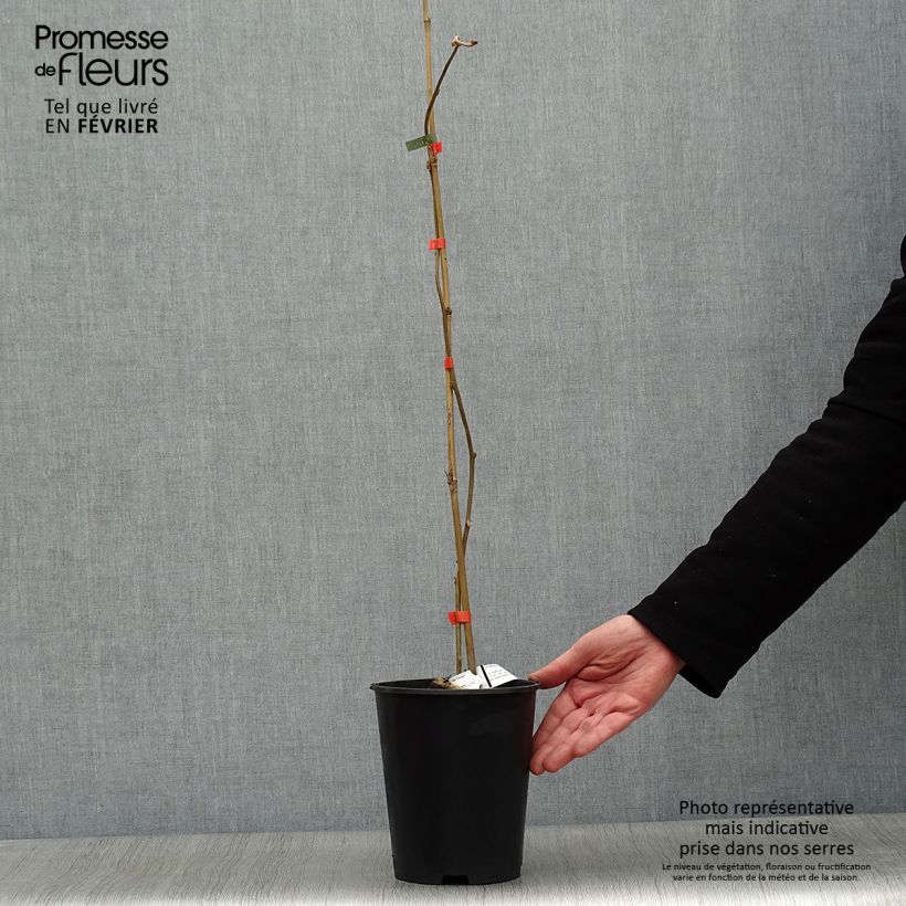 Yellow Kiwi Plant Kiwi Wonder (female) - Actinidia deliciosa 3L/4L pot sample as delivered in winter