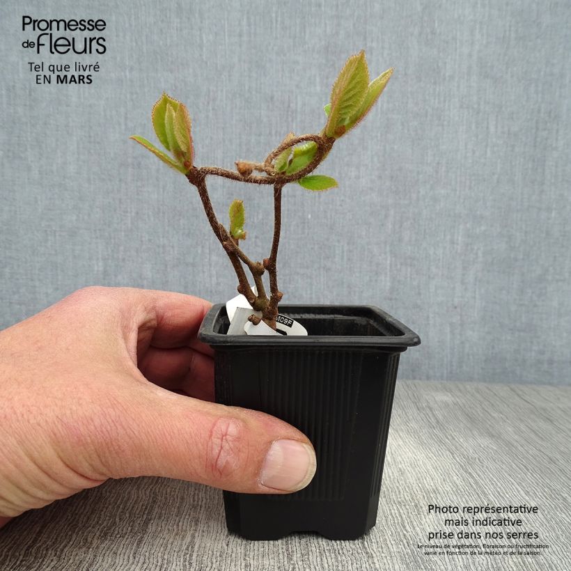 Kiwi Plant Kiwidoo (female) - Actinidia deliciosa 8/9 cm pot sample as delivered in spring