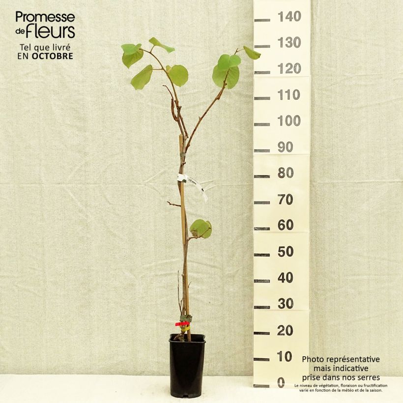 Kiwi Plant Kiwidoo (female) - Actinidia deliciosa 2L/3L pot sample as delivered in autumn
