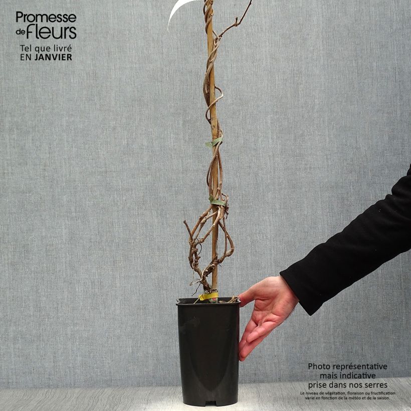 Kiwi Plant Kiwidoo (female) - Actinidia deliciosa 2L/3L pot sample as delivered in winter