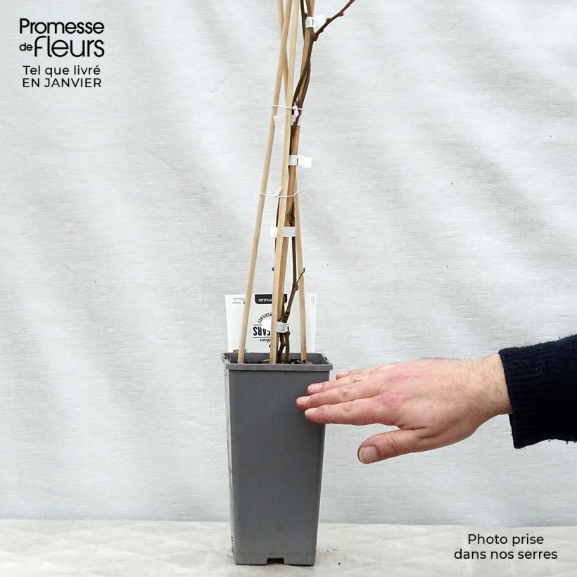 Kiwi Plant Atlas (male) - Actinidia deliciosa 1.5L/2L pot sample as delivered in winter