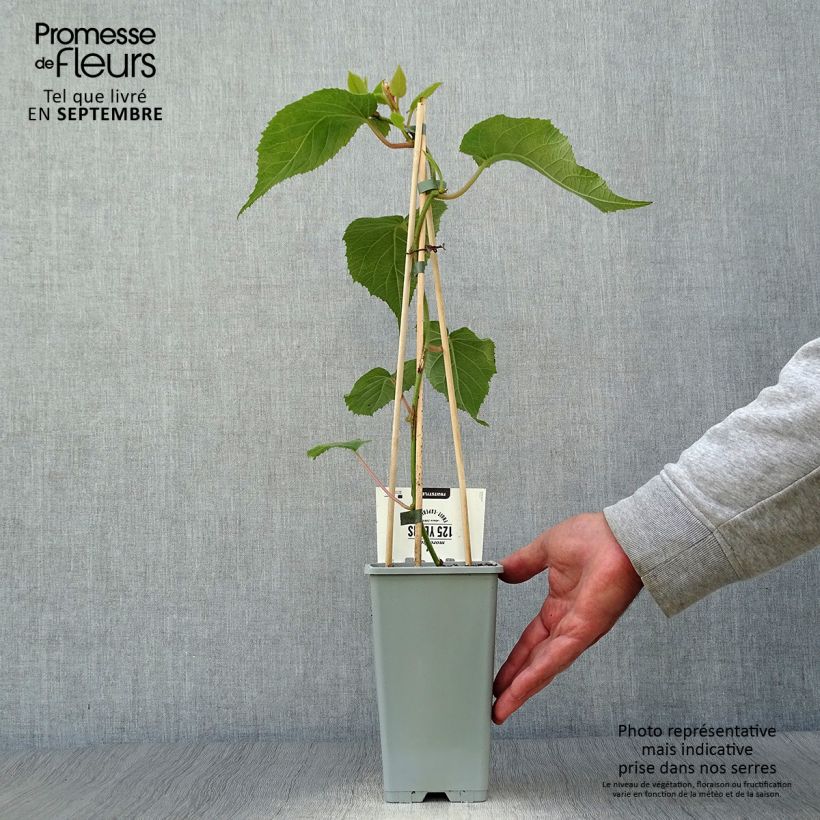Kiwi Plant Atlas (male) - Actinidia deliciosa 1.5L/2L pot sample as delivered in autumn