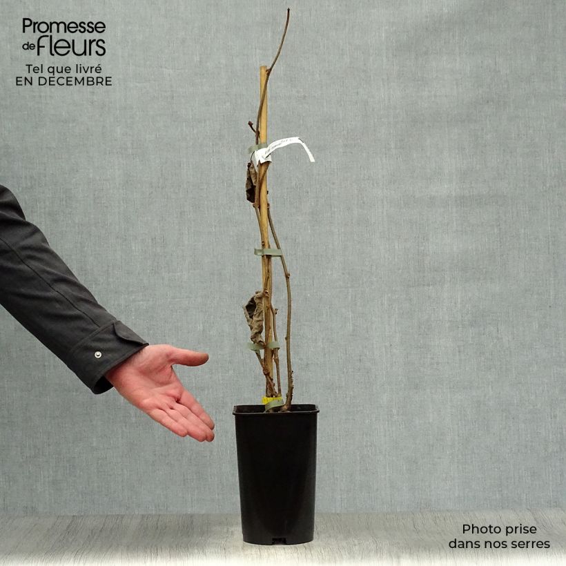 Kiwi Plant Golden Delight (female) - Actinidia chinensis 2L/3L pot sample as delivered in winter