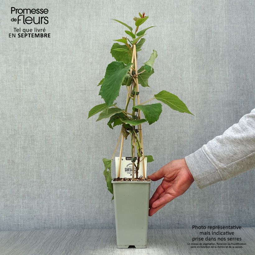 Kiwi Plant Hayward (female) - Actinidia deliciosa 1.5L/2L pot sample as delivered in autumn