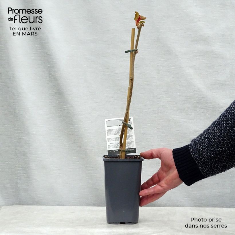 Organic Kiwi Plant Hayward (female) - Actinidia deliciosa 1.5L/2L pot sample as delivered in winter