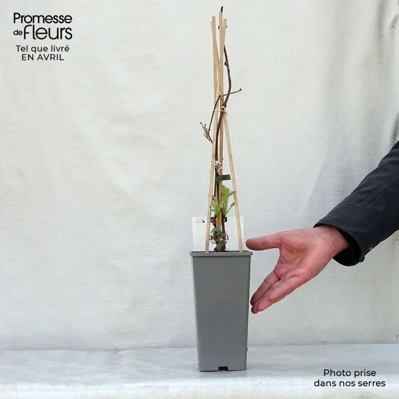 Kiwi Plant Jenny (self-fertile) - Actinidia deliciosa 1.5L/2L pot sample as delivered in spring