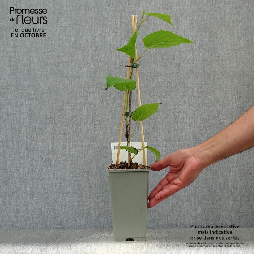 Kiwi Plant Jenny (self-fertile) - Actinidia deliciosa 1.5L/2L pot sample as delivered in autumn