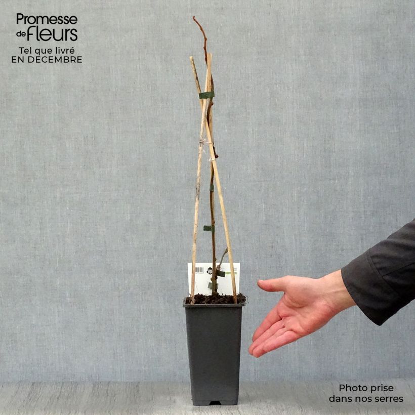 Kiwi Plant Jenny (self-fertile) - Actinidia deliciosa 1.5L/2L pot sample as delivered in winter