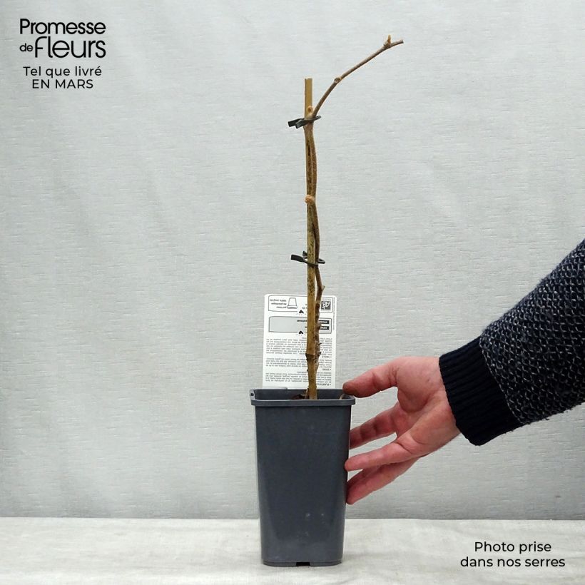 Organic Kiwi Plant Jenny (self-fertile) - Actinidia deliciosa 1.5L/2L pot sample as delivered in winter