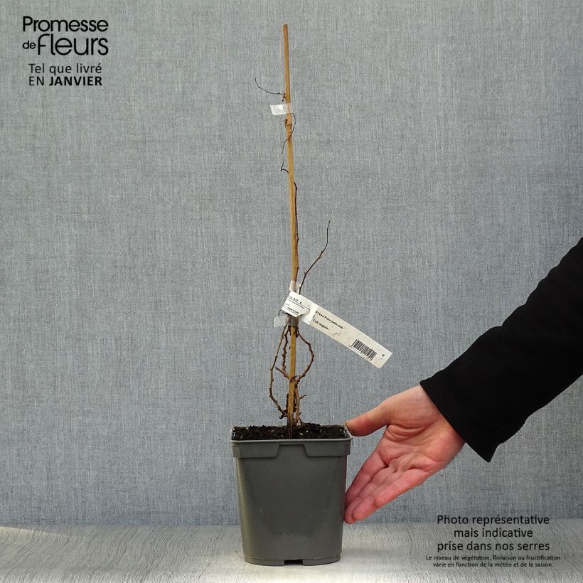 Hardy Kiwi Jumbo (male) - Actinidia arguta 1.5L/2L pot sample as delivered in winter