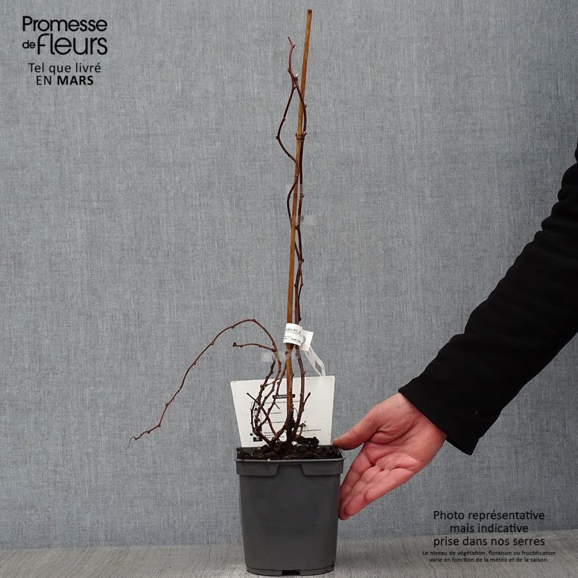 Hardy Red Jumbo (female) - Actinidia arguta 1.5L/2L pot sample as delivered in winter